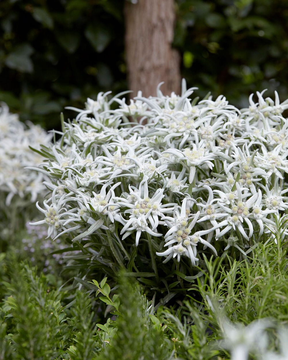 Leontopodium - alpinum Blossom of Snow